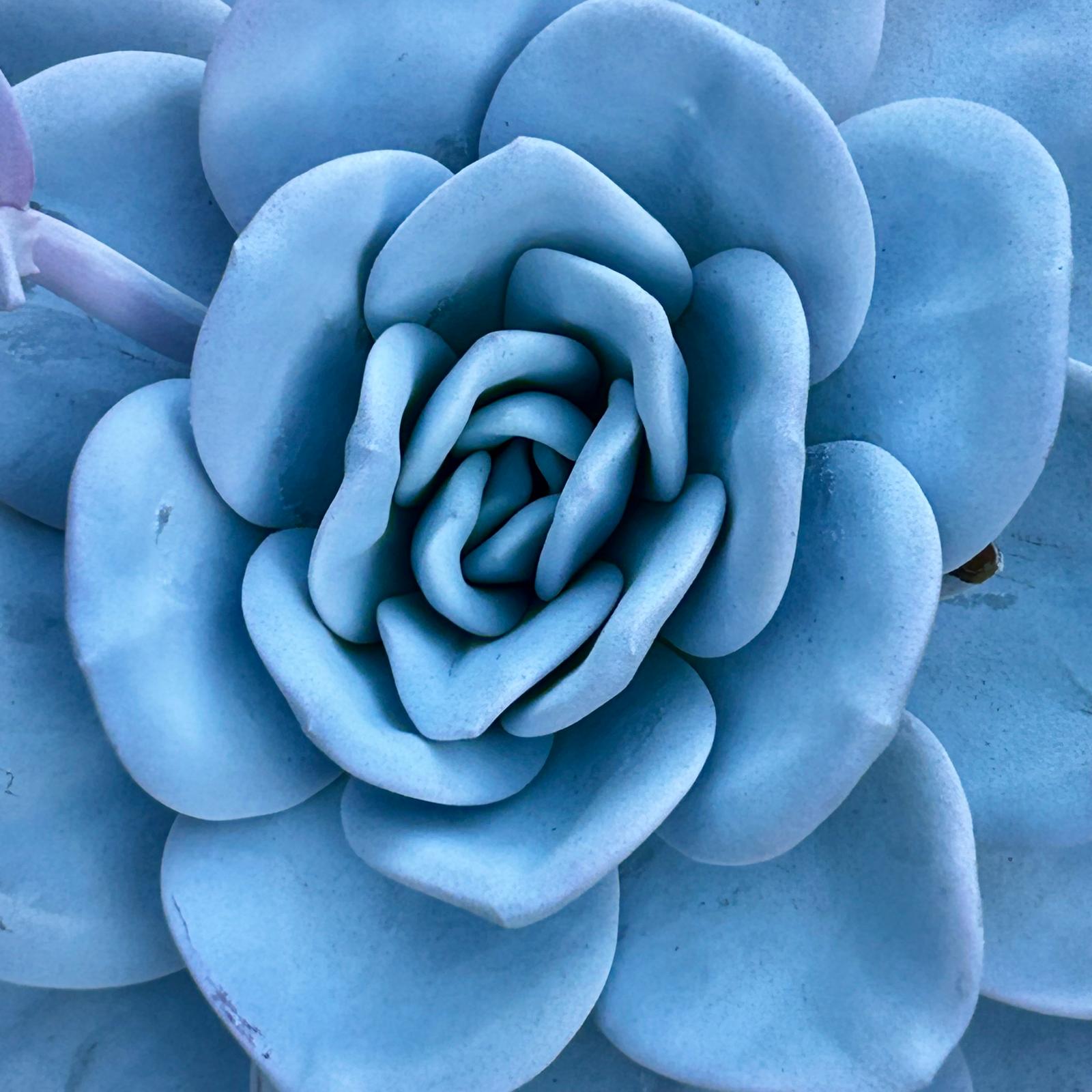 Echeveria Laui Premium